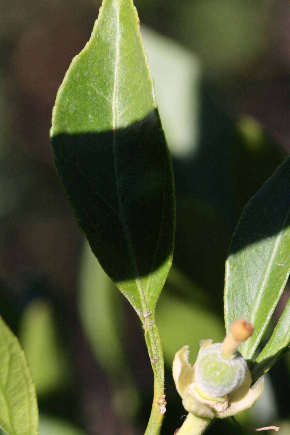            Unifoliolate leaf (Riverside, CA)   